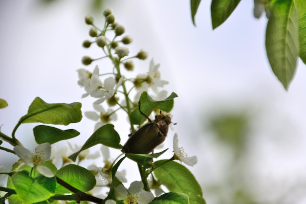 写真 つぼみと白い花の分離、マクロ鳥桜の枝にチェーファー