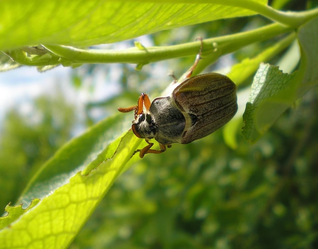 Chafer at the spring foliage.