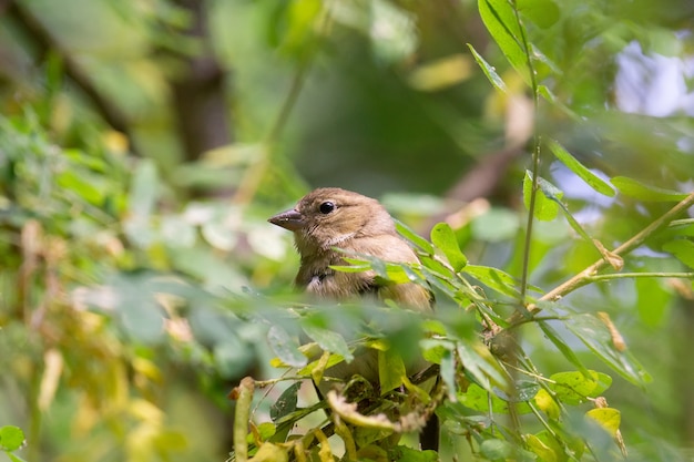 Chaffinch on branch