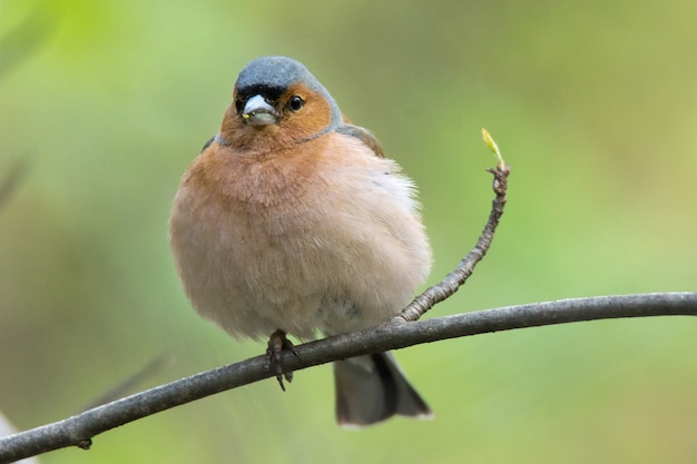 Chaffinch on a branch