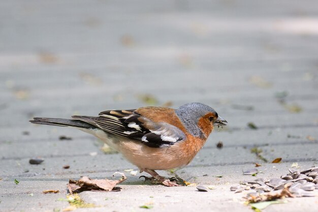 Photo chaffinch on a branch