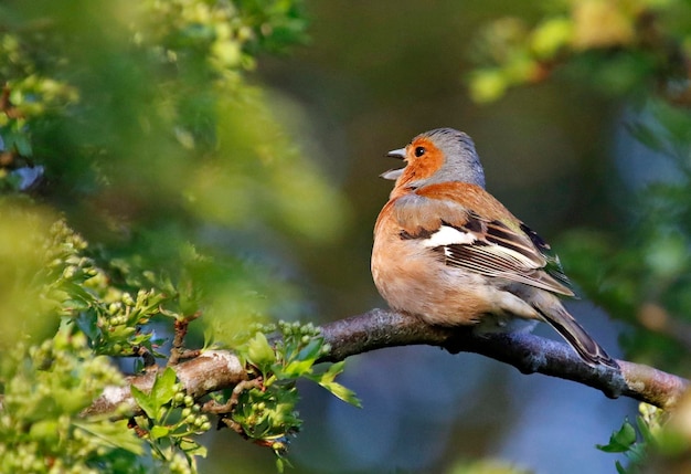 Chaffinch foraging for food in the woods