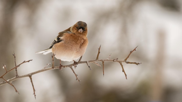 Chaffinch, Fringilla coelebs sitting on a branch.