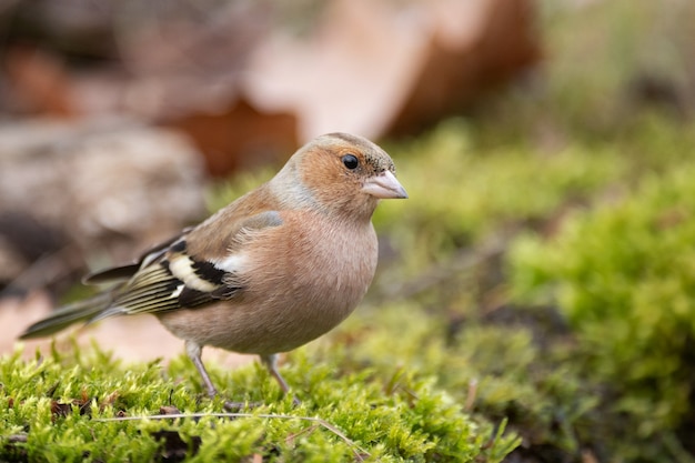 Зяблик Fringilla coelebs сидит на земле.