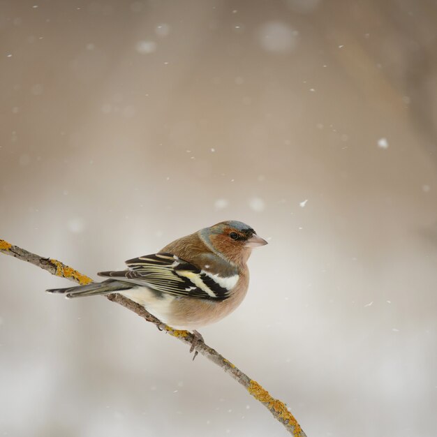 Photo chaffinch, fringilla coelebs