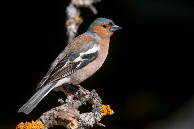 The chaffinch is one of the most common passerines in europe