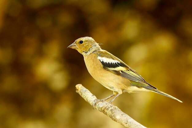 The chaffinch is one of the most common passerines in europe