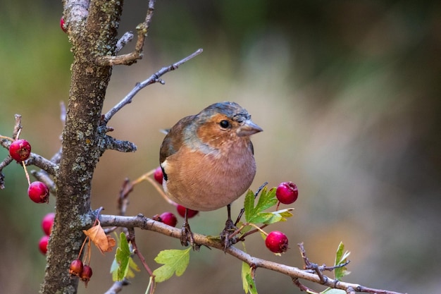 The chaffinch is one of the most common passerines in europe