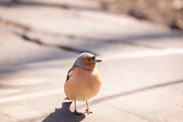 사진 지점에 chaffinch