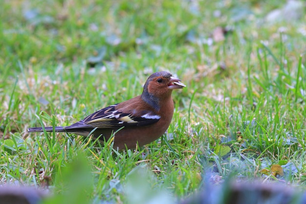 아름다운 색상의 Chaffinch Wood