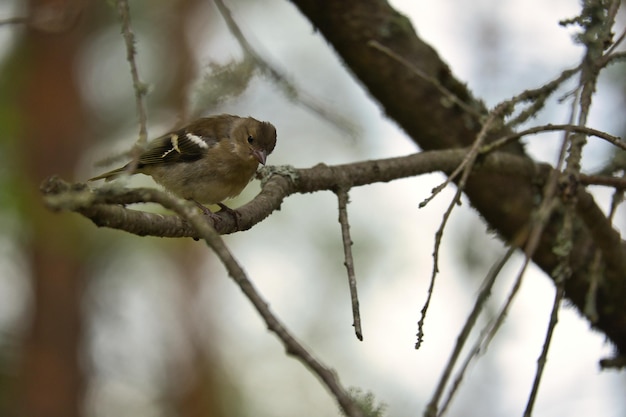 숲 속의 나뭇가지에 있는 어린 채플린치 갈색 회색 녹색 깃털 송버드