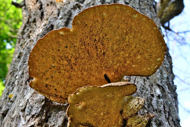 Chaga fungus on the tree trunk isolated bottom view close up