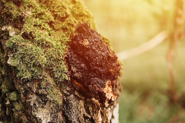 Chaga mushroom growing on the birch tree trunk on summer forest. wild raw food chaga parasitic fungus or fungi it is used in traditional folk alternative medicine for the treatment of diseases. flare