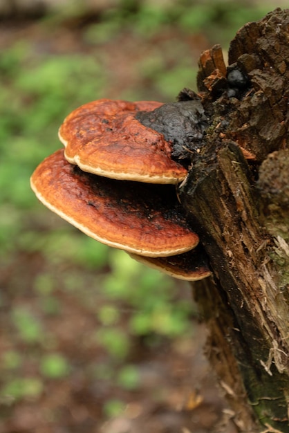 Chaga mushroom grows on rotten stump