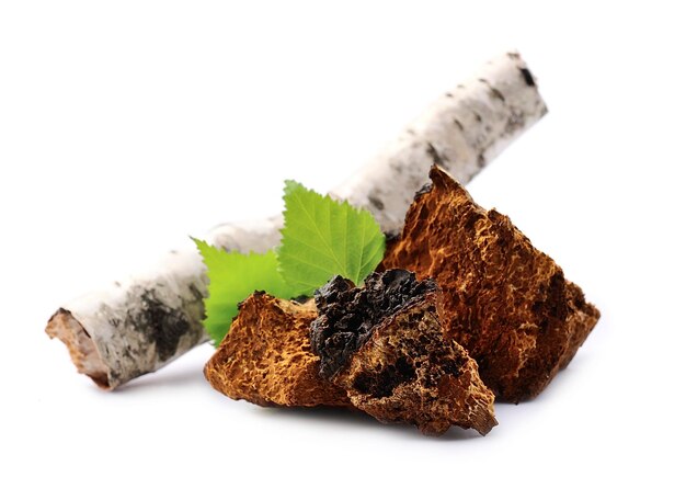 Chaga mushroom pieces with birch leaves