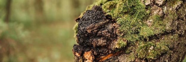 Chaga-paddenstoel groeit op de berkenboomstam op zomerbos. wild raw food chaga parasitaire schimmel of schimmels het wordt gebruikt in de traditionele folk alternatieve geneeskunde voor de behandeling. banier