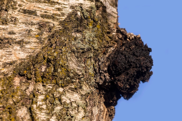 Chaga-paddenstoel, ook bekend als Inonotus obliquus, groeit uit een berkenboomstam