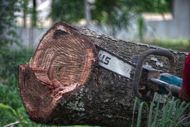 Chain saw is cutting a trunk