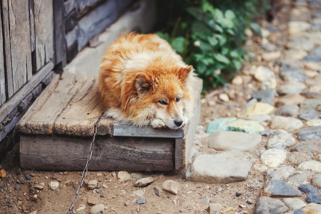 Chained rural dog lying near wooden barn and watching