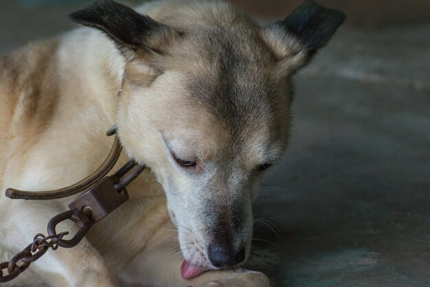 解放されるのを待っている鎖でつながれた犬農場の鎖でつながれた犬のクローズアップひもにつないでいる番犬は農場を保護します