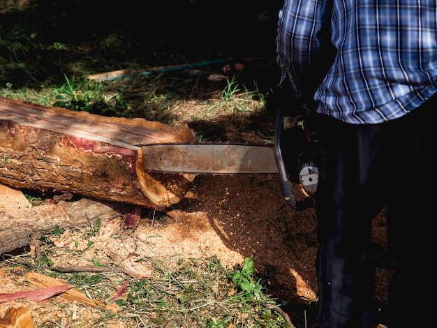 Photo chainsaw in movement cutting wood. lumberjack worker holding an old chainsaw and sawing the log, big tree in the wood, sawdust flying around.