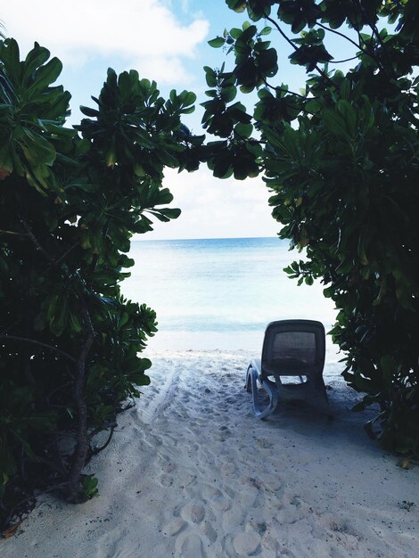 Photo chair by plants at beach