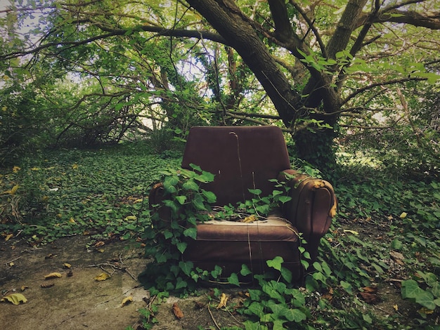 Photo chair and trees against plants