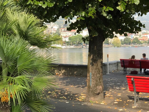 Foto sedie accanto agli alberi contro l'edificio