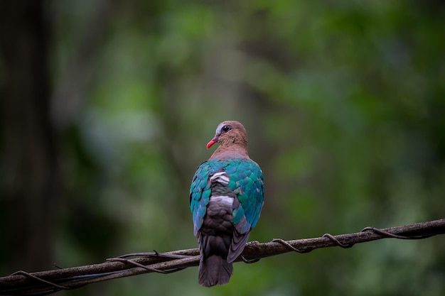 Chalcophaps indica on branch tree