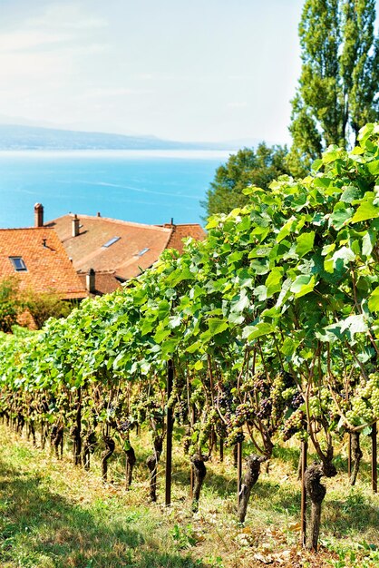 Chalets bij Lavaux Vineyard Terraces-wandelpad in de wijk Lavaux-Oron, Zwitserland