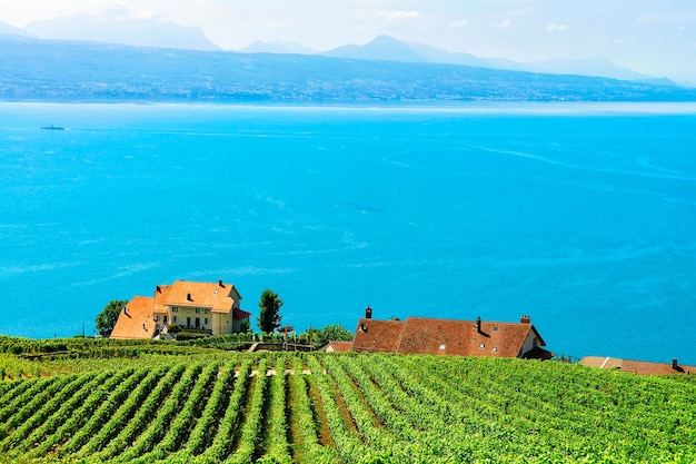 Lavaux, Lake Geneva 및 스위스 산의 Vineyard Terraces 하이킹 코스, 스위스의 Lavaux-Oron 지구 근처 샬레