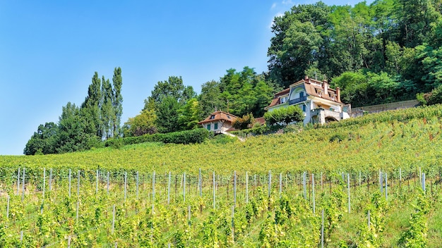 사진 스위스 lavaux-oron 지역의 lavaux vineyard terraces 하이킹 트레일의 샬레