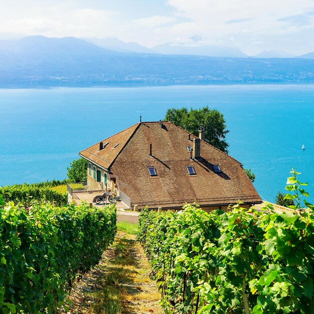 Chalets on Vineyard Terrace hiking trail of Lavaux, Lake Geneva and Swiss mountains, Lavaux-Oron district of Switzerland