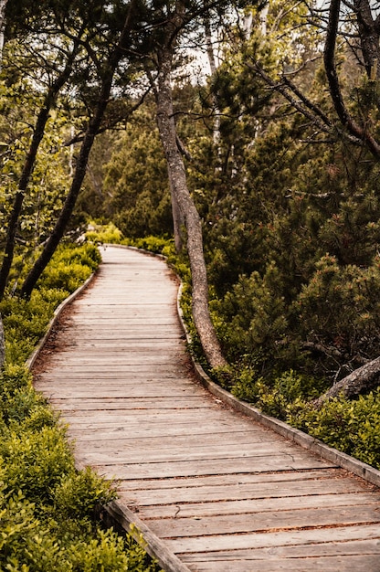 Foto chalupska moor path chalupska moor in estate parco nazionale di sumava repubblica ceca destinazione di viaggio paesaggio della boemia meridionale