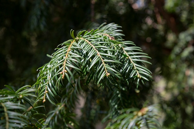 Chamae cyparis lawoniana chamaecyparis lawoniana or cupressa ceae or cupressaceae