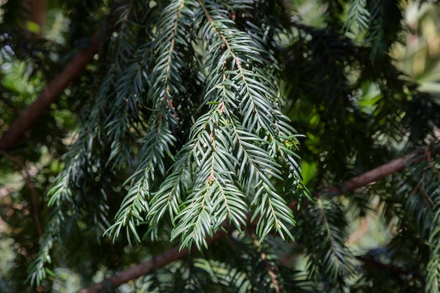 Chamae cyparis lawoniana chamaecyparis lawoniana or cupressa ceae or cupressaceae