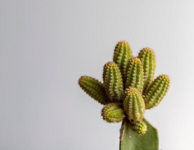 Chamaecereus echinopsis 接ぎ木サボテン ヘッド ビュー