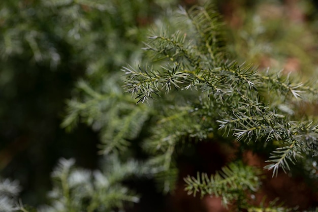 Chamaecyparis pisifera plants coniferous branches selective focus closeup Natural green background