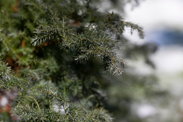 Chamaecyparis pisifera plants coniferous branches selective focus closeup Natural green background