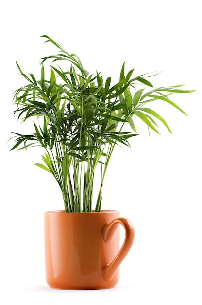 Chamaedorea plant in cup on white