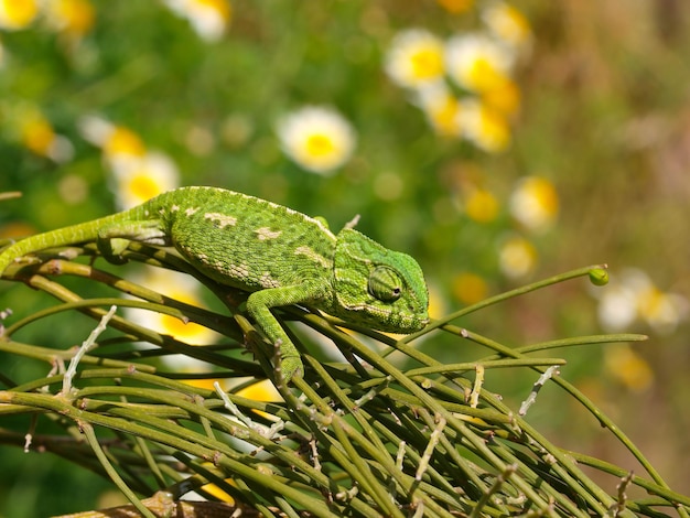 chamaeleo chamaeleon, европейский хамелеон в испании