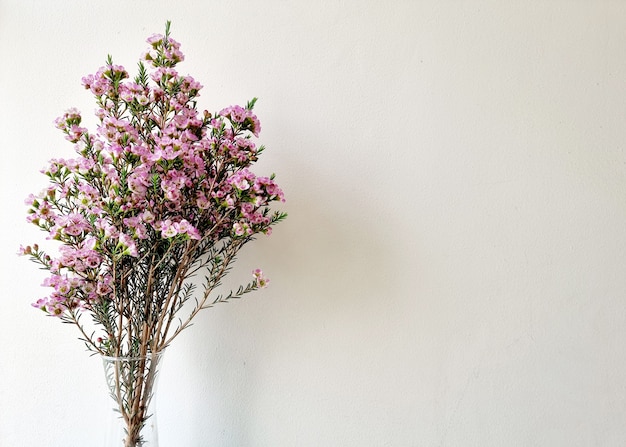 Chamelaucium waxflower in the vase on white background