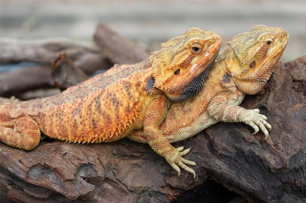 chameleon animal on the wood