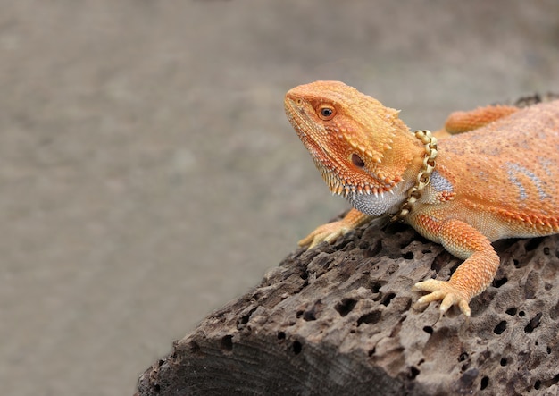 Chameleon animal on the wood