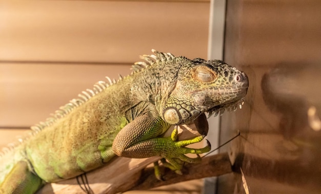 Foto il camaleonte in un acquario si siede su un ramo