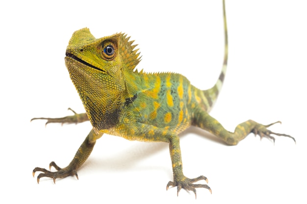 Chameleon bos draak hagedis