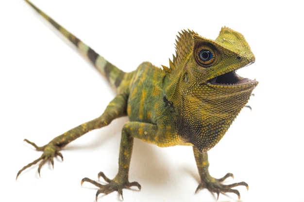 Chameleon bos draak hagedis