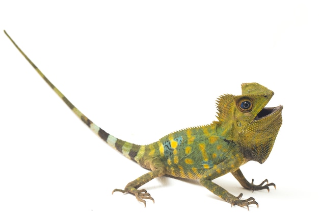 Chameleon bos draak hagedis