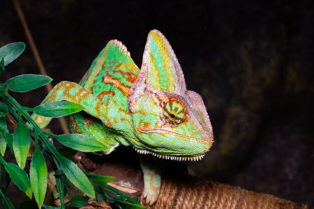 Camaleonte, chamaeleo calyptratus, su uno sfondo nero.