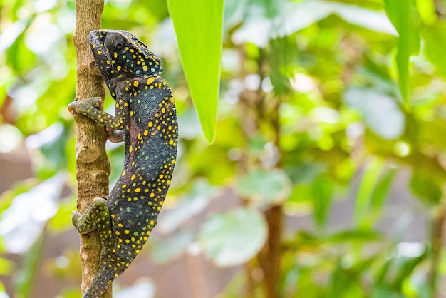 Chameleon climb on the tree. Chameleo on Zanzibar.